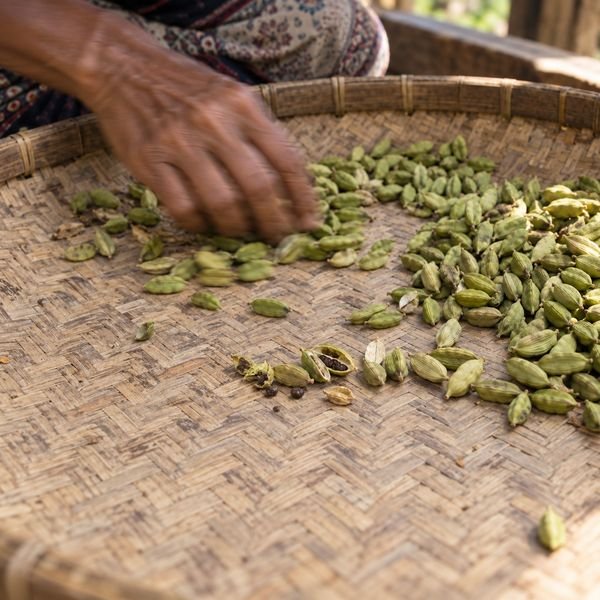 Cardamom